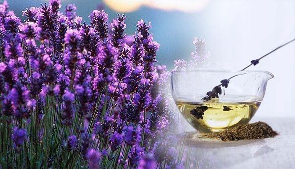 Tinh dầu hoa oải hương Lavender (100ml)