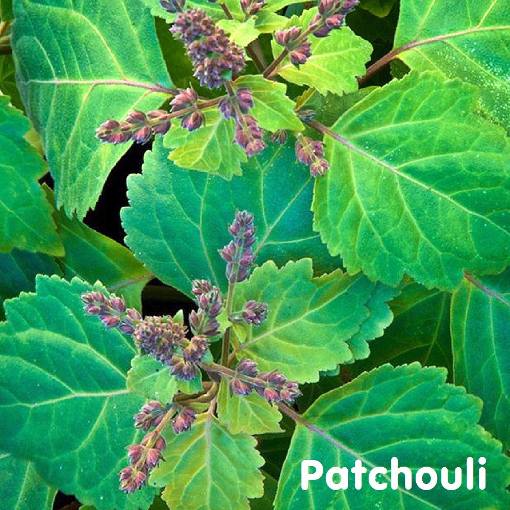 Tinh dầu Hoắc hương Patchouli Essential Oil (Dark)