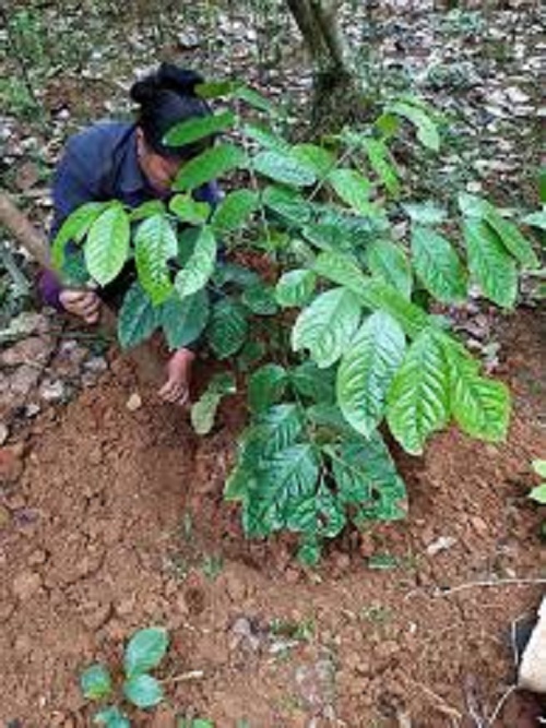 Cây giống cây húng vịt