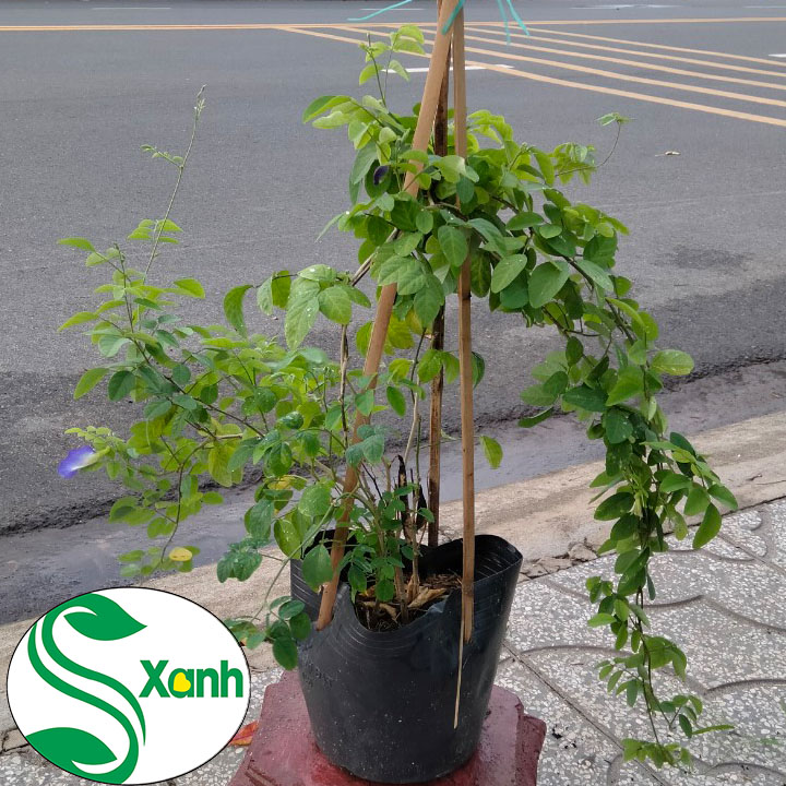 Cây hoa đậu biếc