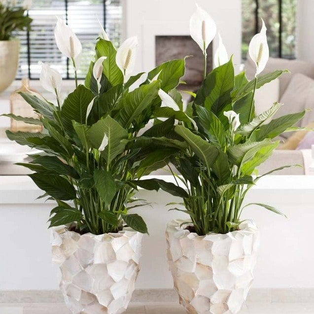 Chậu hoa lan ý siêu đẹp,vượng phong thủy, thanh lọc không khí - cam kết chất lượng hàng đúng mô tả.