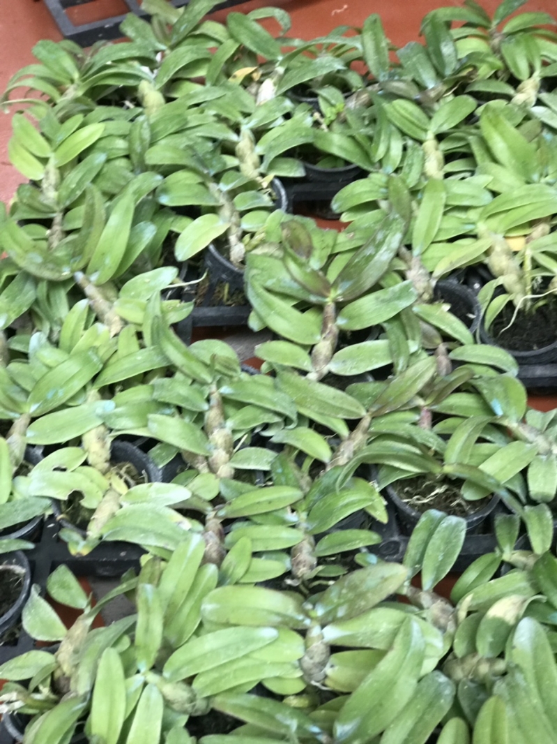 trầm siêu tím cây giống