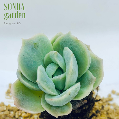 SEN ĐÁ HỒNG HÀ LAN SIZE MINI LỖI 1 ĐỔI 1
