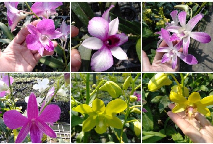DENRO CÂY GIỐNG NHIỀU MÀU