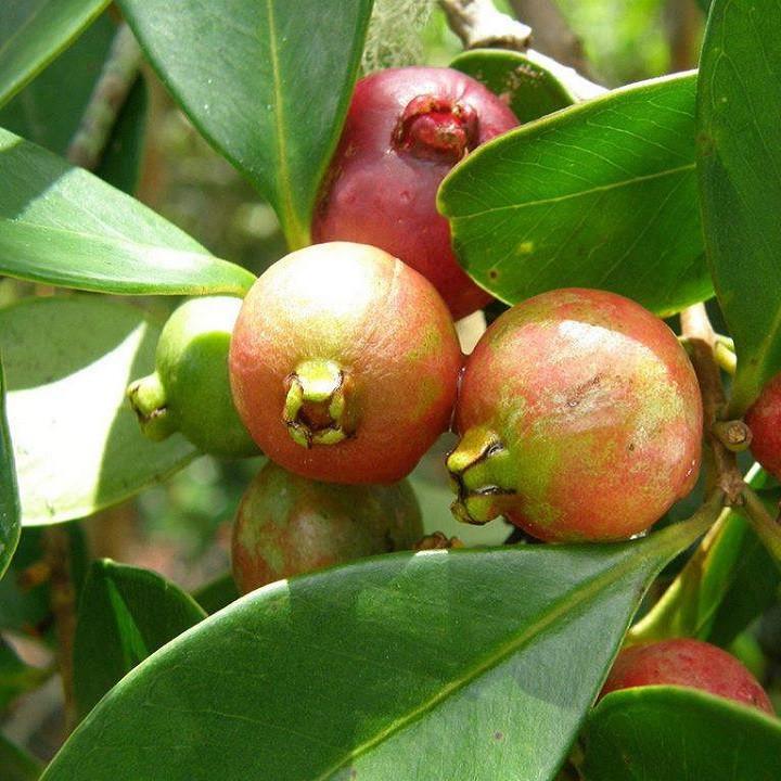Cây Giống Ổi Sim Nhật - Cây Ăn Quả