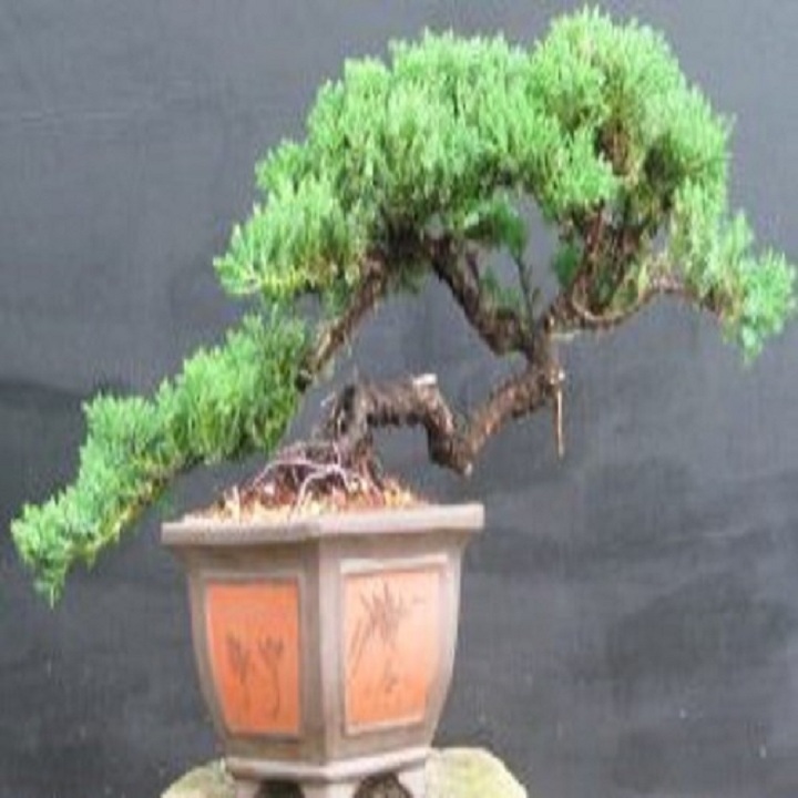 Cây tùng bồng lai - cây phong thủy để bàn cao