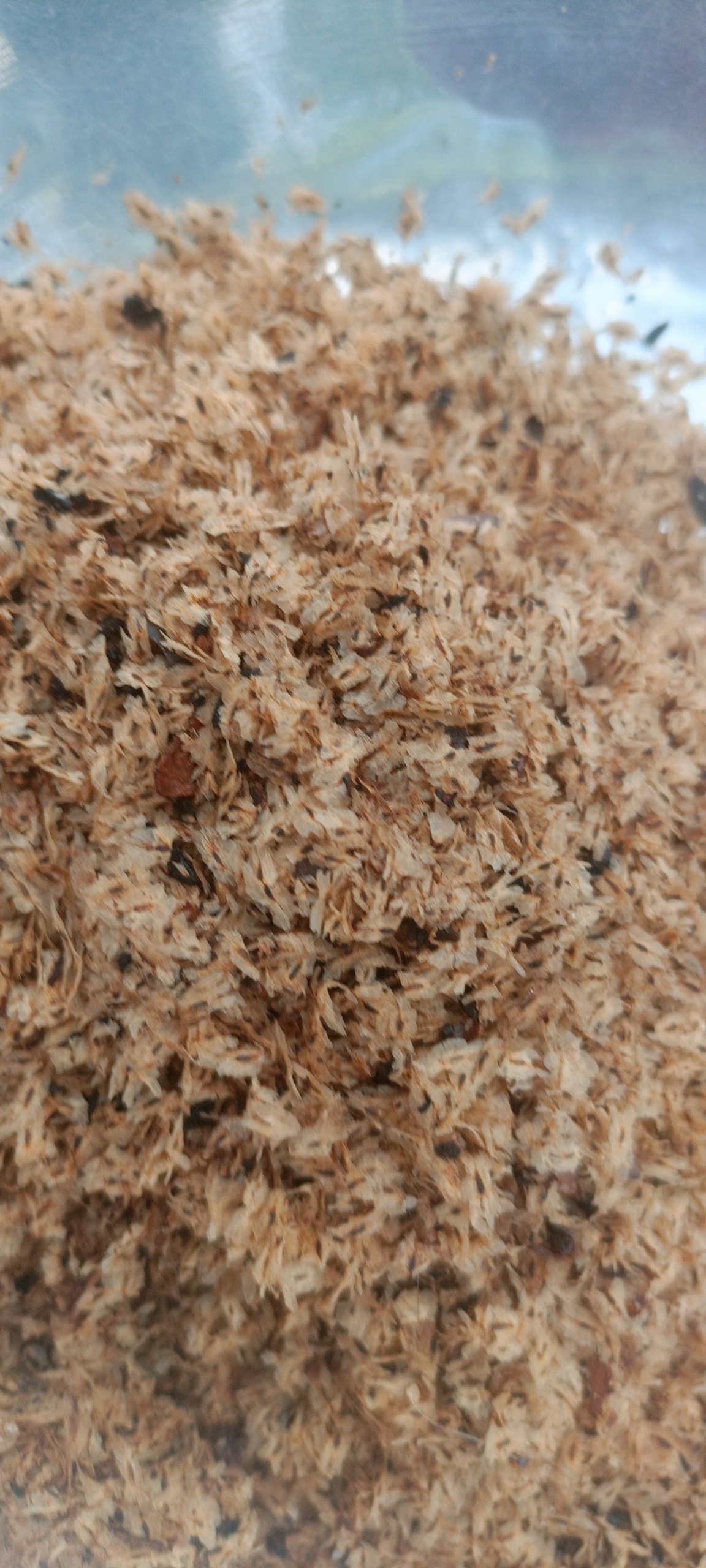 Hạt giống cây hông, tếch lai