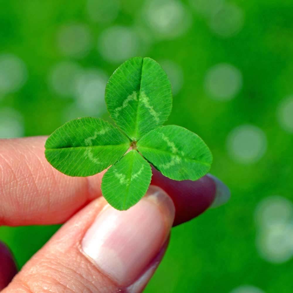 Three Leaf Clover Seeds