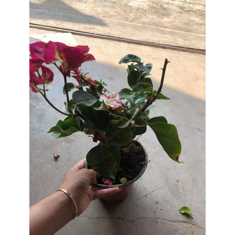 [ Xả - Cắt Lỗ ] Hoa Giấy Đổi Màu (Đổi 5 Màu)