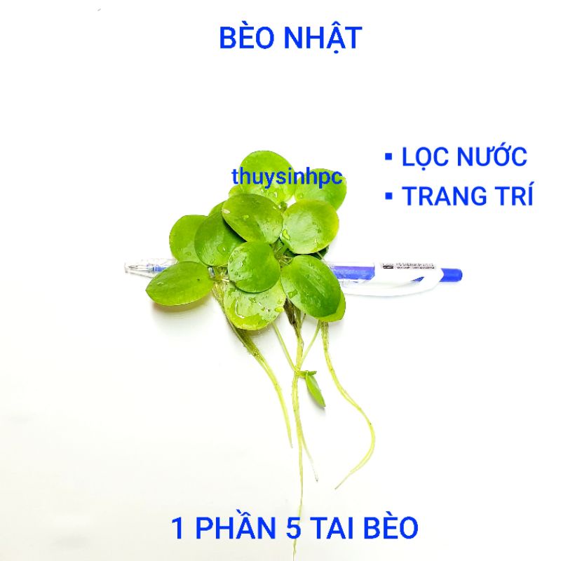 Bèo nhật trang trí và lọc nước bể thủy sinh cá cảnh