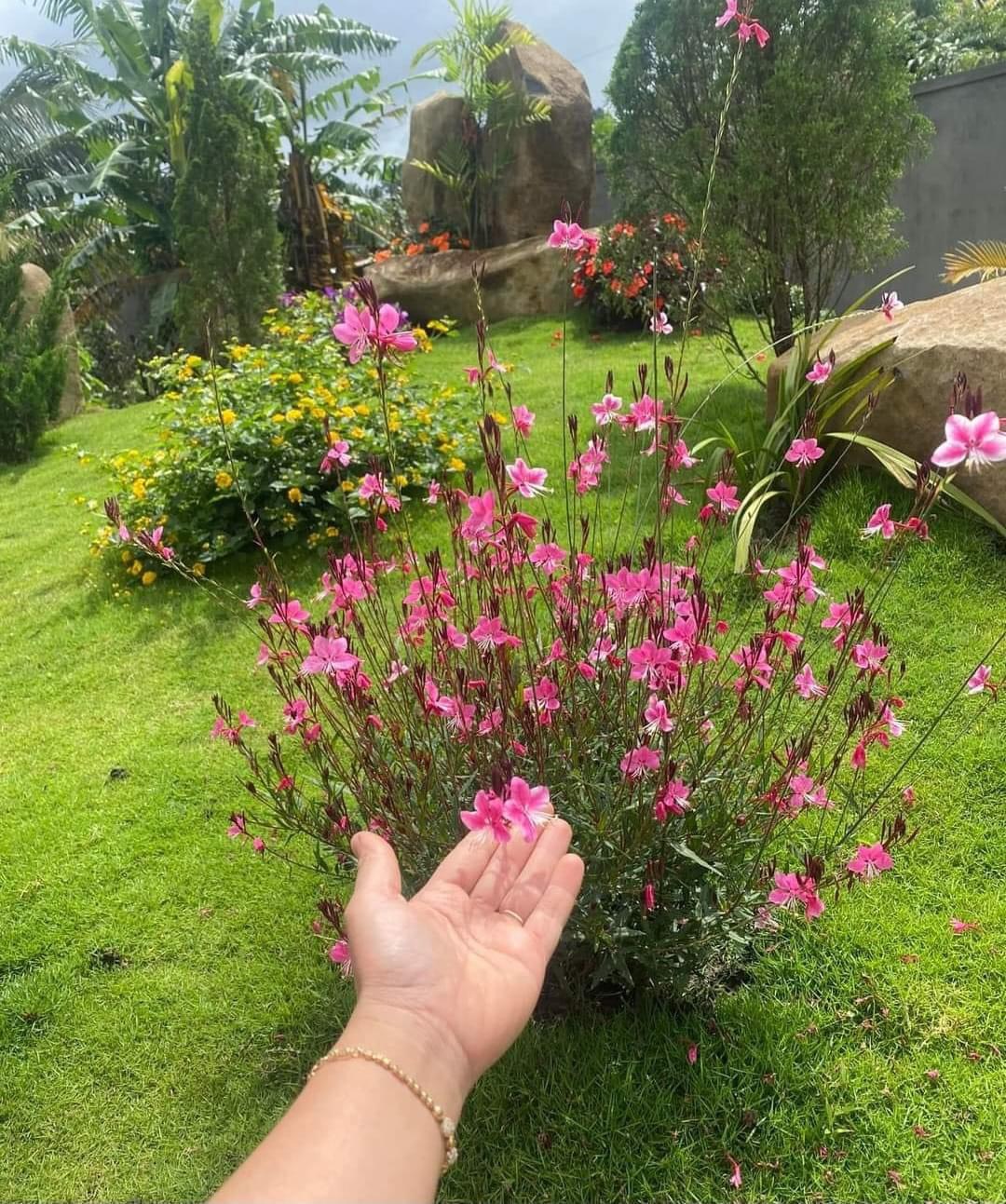 Cây giống hoa cỏ hồng