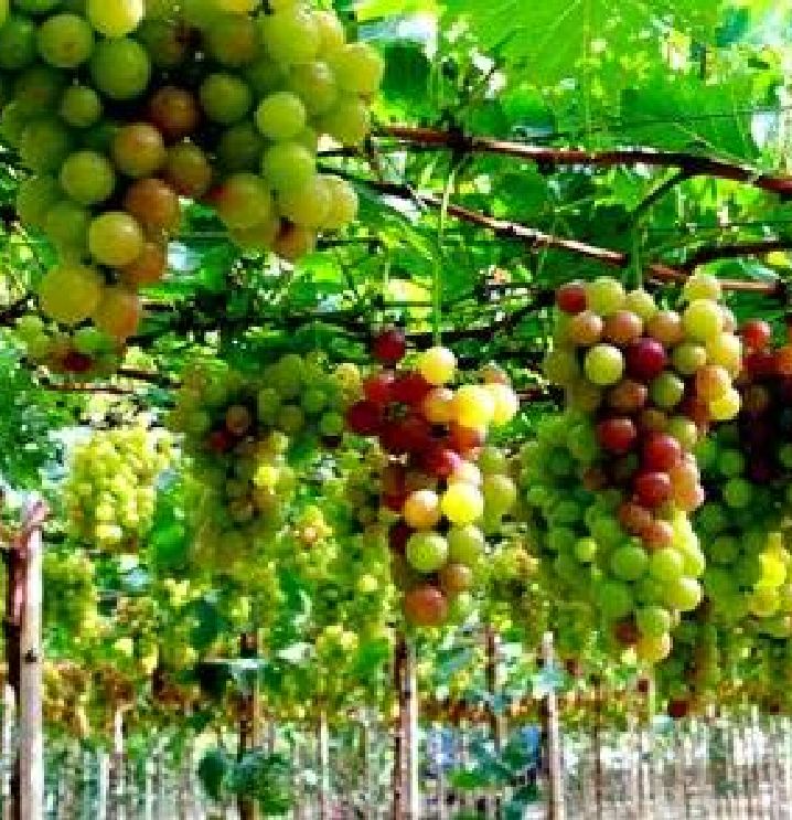 Hạt giống nho leo giàn 10 hạt/gói ( TẶNG gói kích thích hỗ trợ hạt nảy mầm)