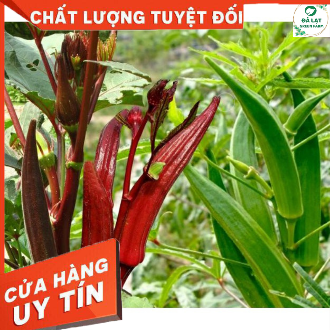 2GR_HẠT GIỐNG ĐẬU BẮP ĐỎ (NẢY MẦM CỰC CHUẨN)