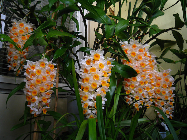 HOA LAN KIỀU
