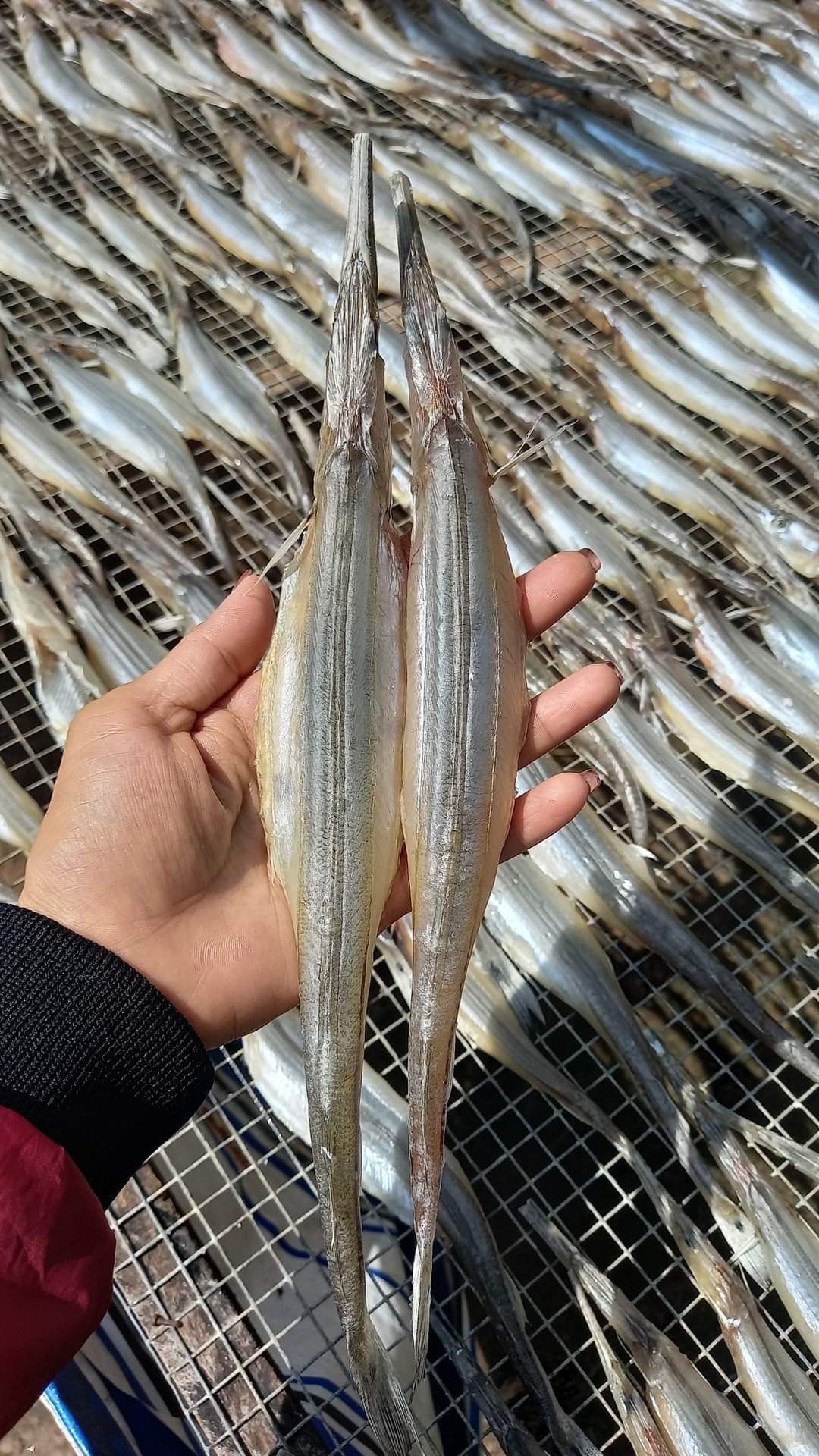 Khô Cá Lìm Kìm 2 Nắng – An Giang - Con Siêu To (Size Đại)