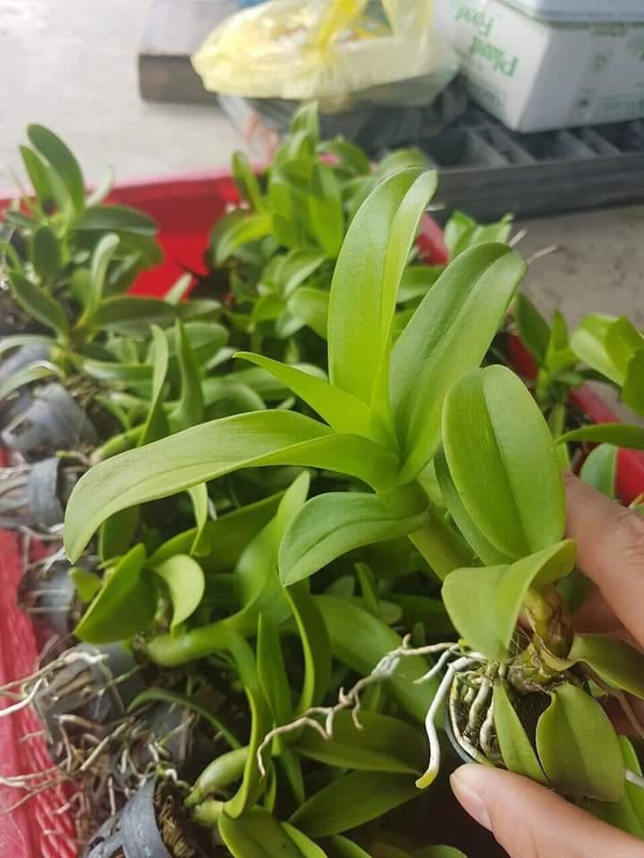 combo 5 chậu denro màu