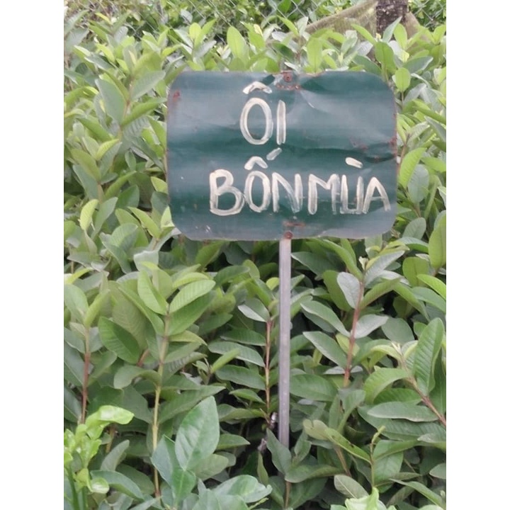 Cây Giống Ổi Bốn Mùa( Ổi Đông Dư, Ổi Găng)