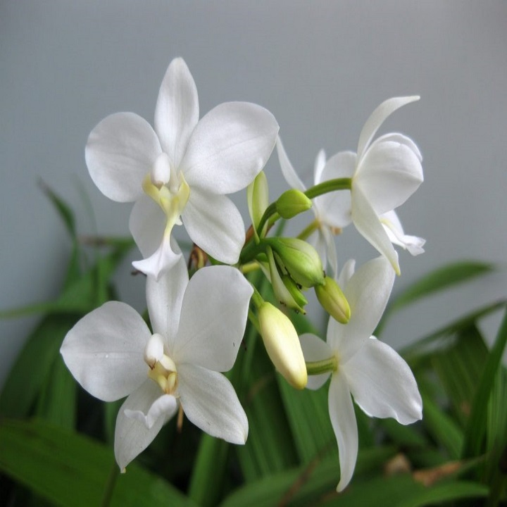 CHẬU GIỐNG: HOA ĐỊA LAN CHU ĐỈNH TRẮNG