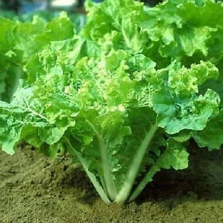Cải Bẹ Dúng