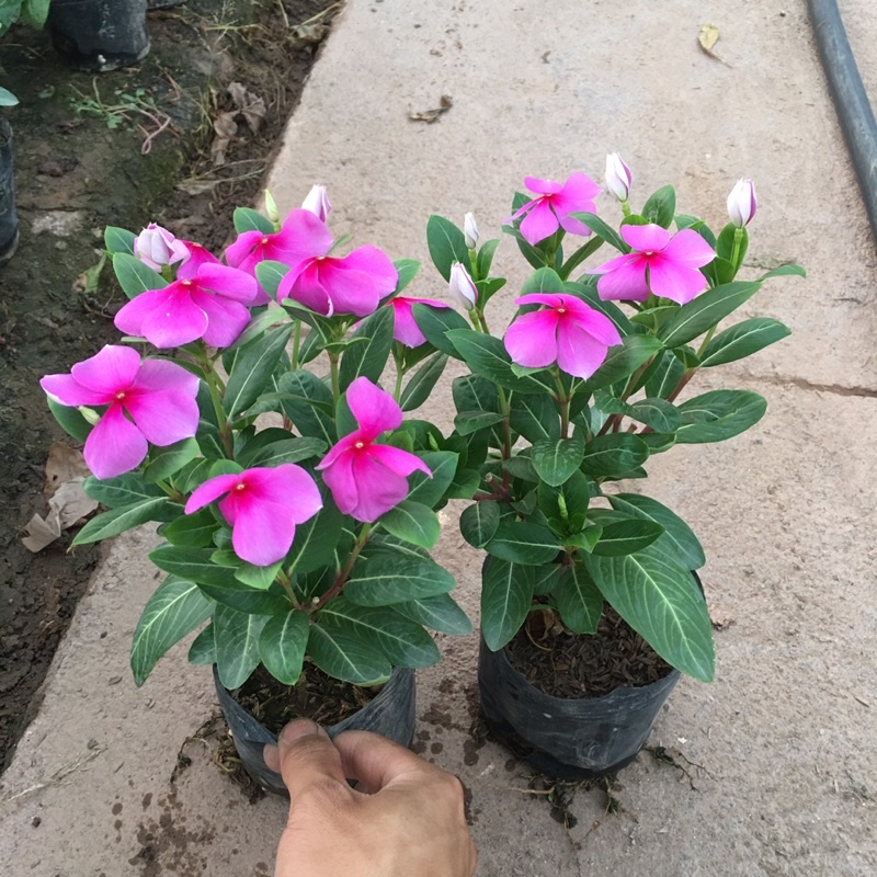 Cây Hoa Dừa Cạn (Dừa cạn ta) Dễ Trồng,Hoa Quanh Năm