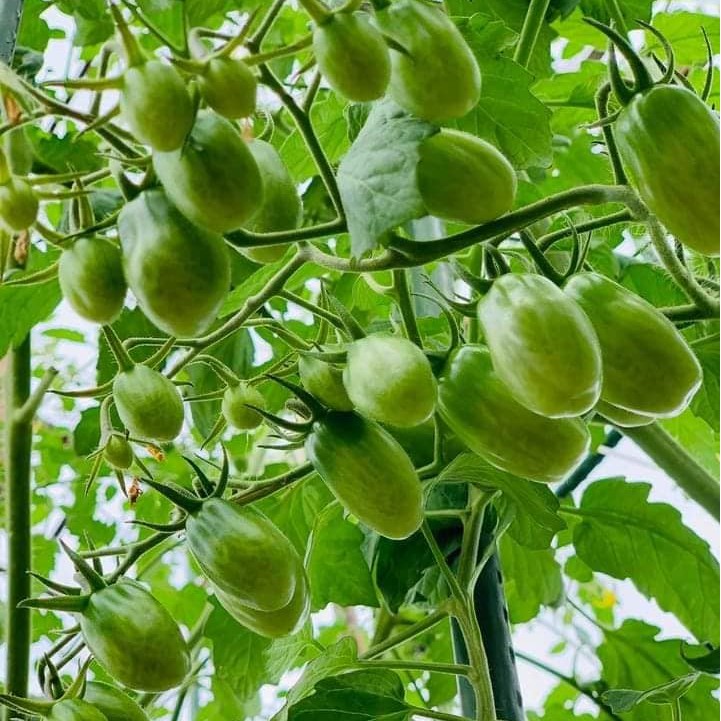Hạt giống Cà Chua Trái Cây Nova