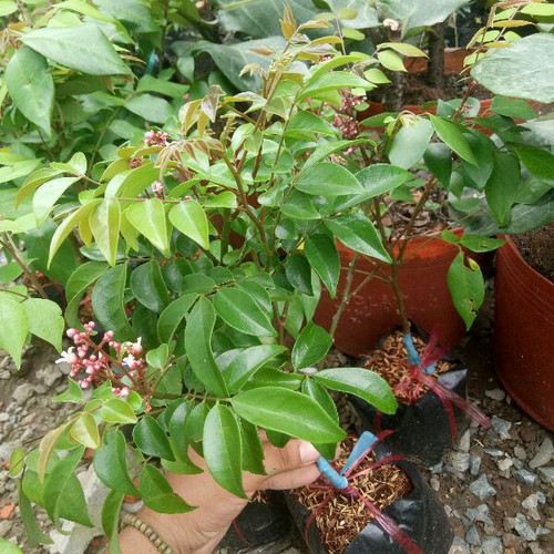 Cây khế ngọt+ tặng ( 0,5kg) phân thỏ hữu cơ