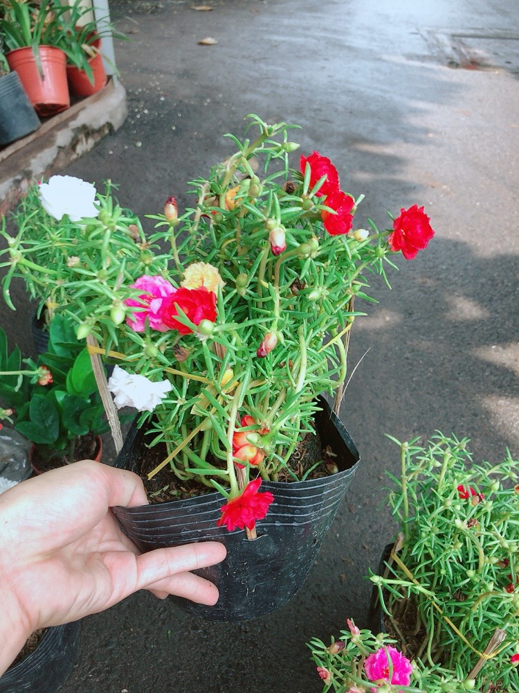 Chậu cây hoa mười giờ đẹp