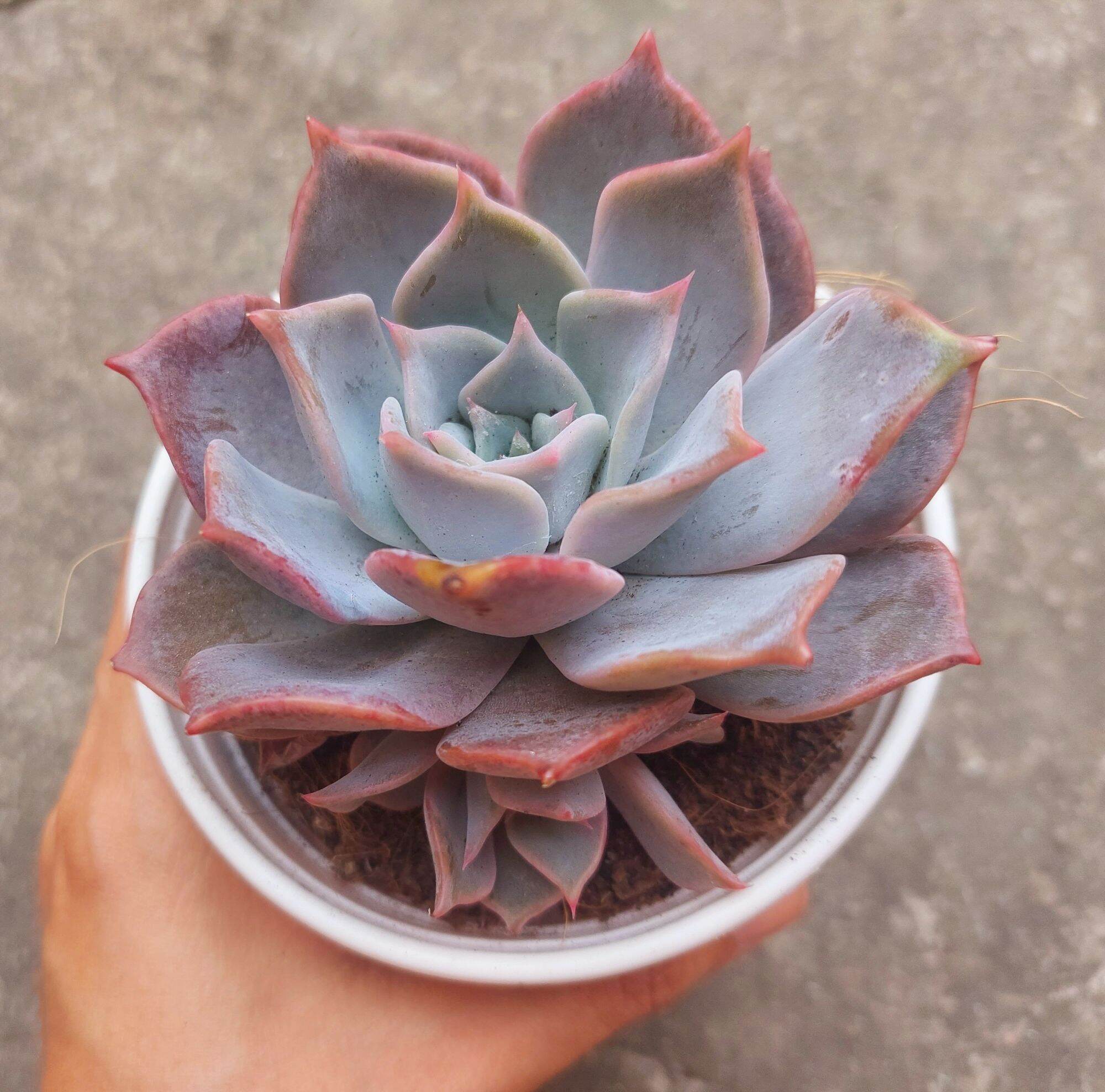 Sen đá HỒNG ĐIỆU size trung 8-10 cm