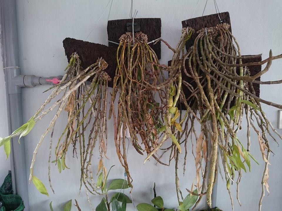 Dớn bảng trồng lan KT 59x17x4 cm
