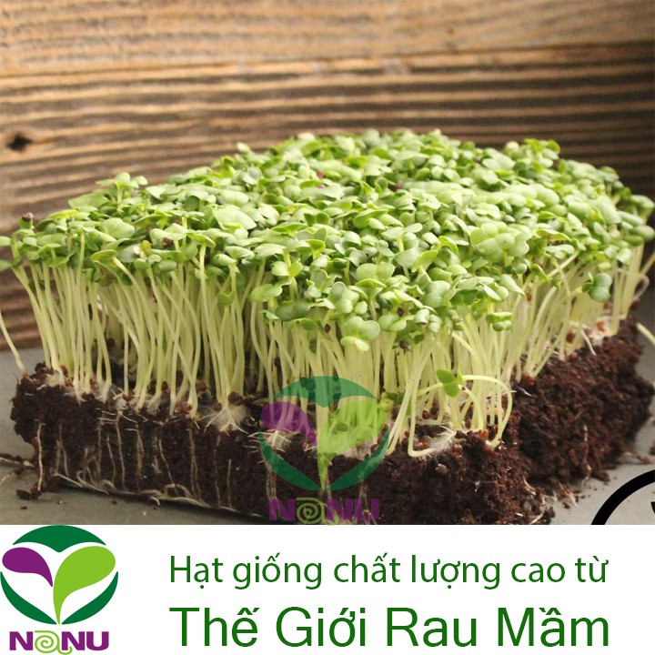 Gói 100gr Hạt giống rau mầm Cải Bẹ Xanh