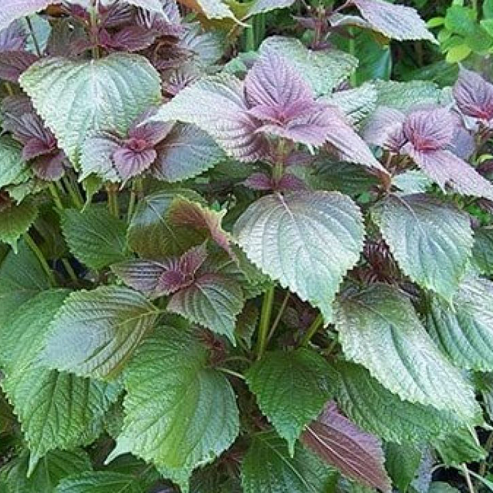 Hạt giống rau tía tô PSV126 | Phởms Market