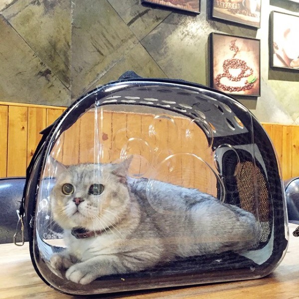 Túi balo trong suốt cao cấp cho Chó Mèo
