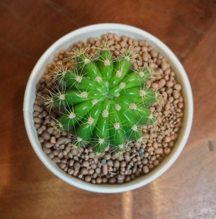 Xương rồng bí ngô xanh (Size 3-4cm)