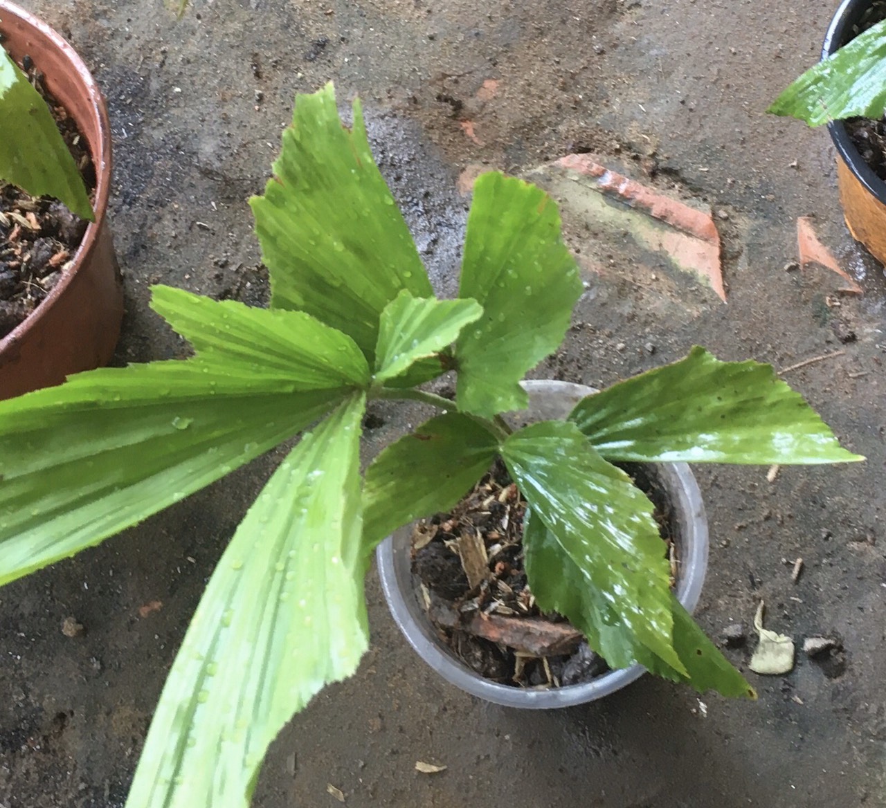CÂY ĐỦNG ĐỈNH CON