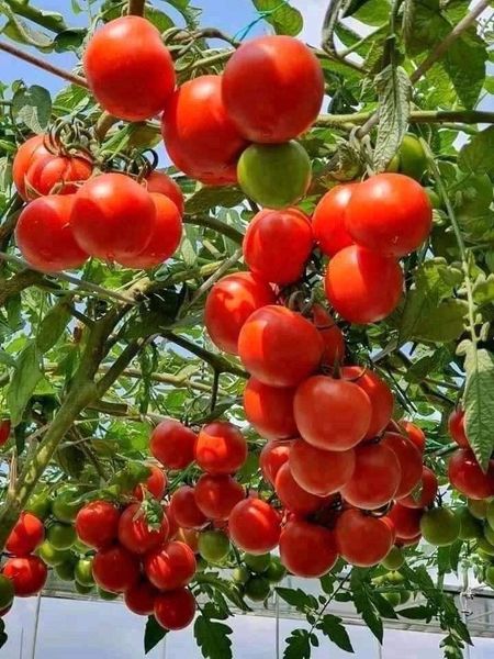 Hạt giống cà chua bạch tuộc( cà chua leo giàn) gói 30 hạt