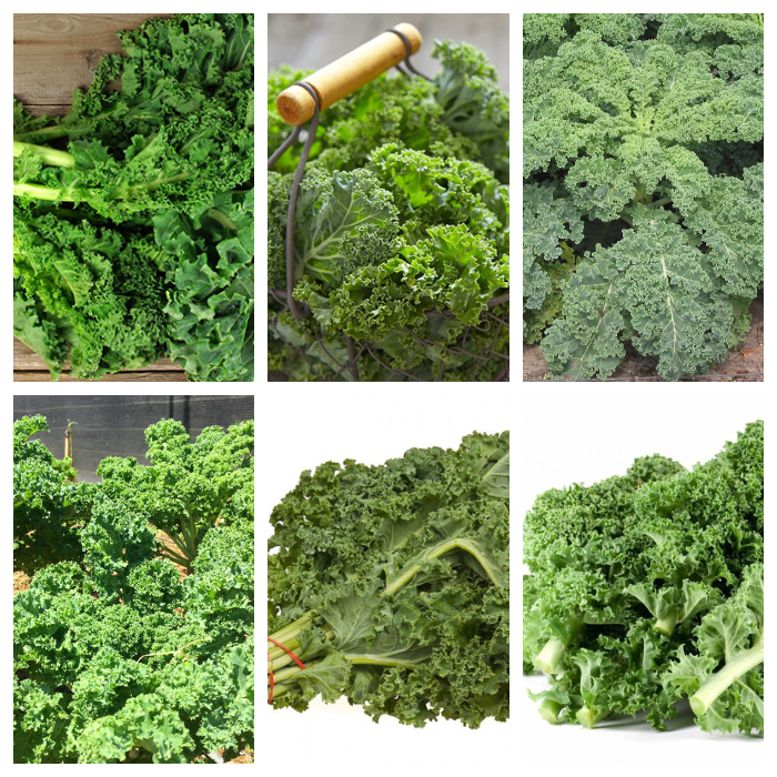 HẠT GIỐNG CẢI XOĂN - CẢI KALE