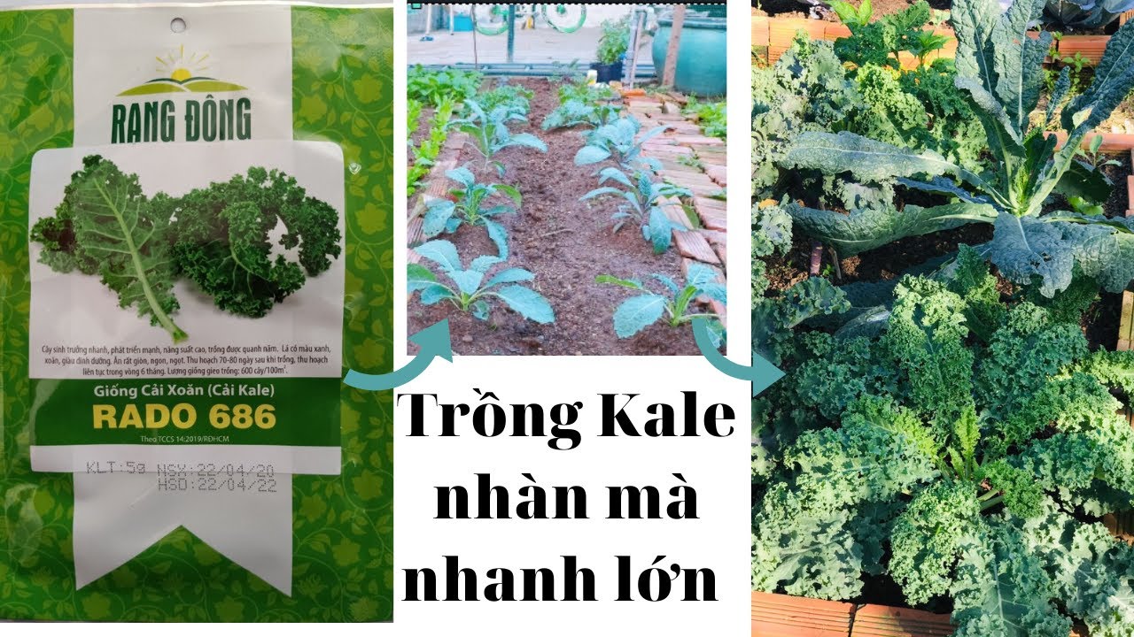 Hạt giống Cải Xoăn (Cải Kale) Rado 686