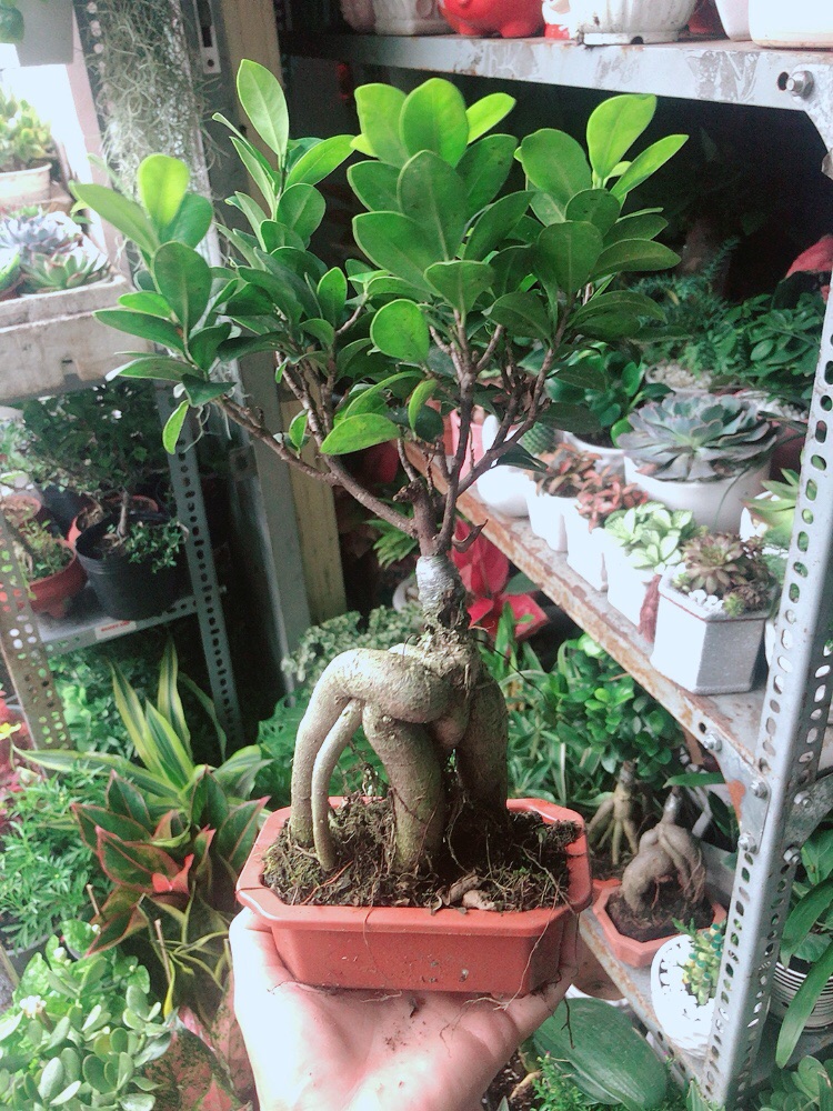 Chậu Cây Si Bonsai