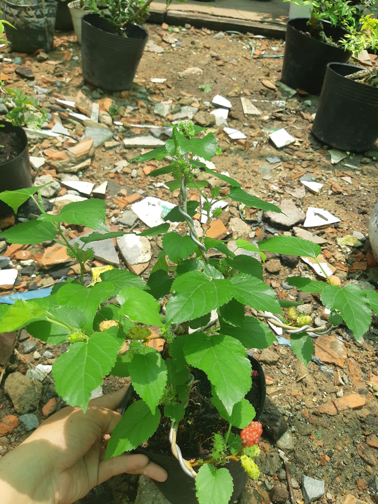 cây sung bonsai mini