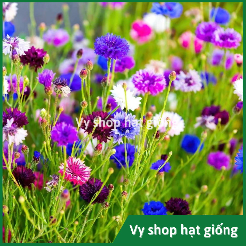 Hạt giống hoa thanh cúc (cúc ngô) - Centaurea Cyanus gói 100 hạt