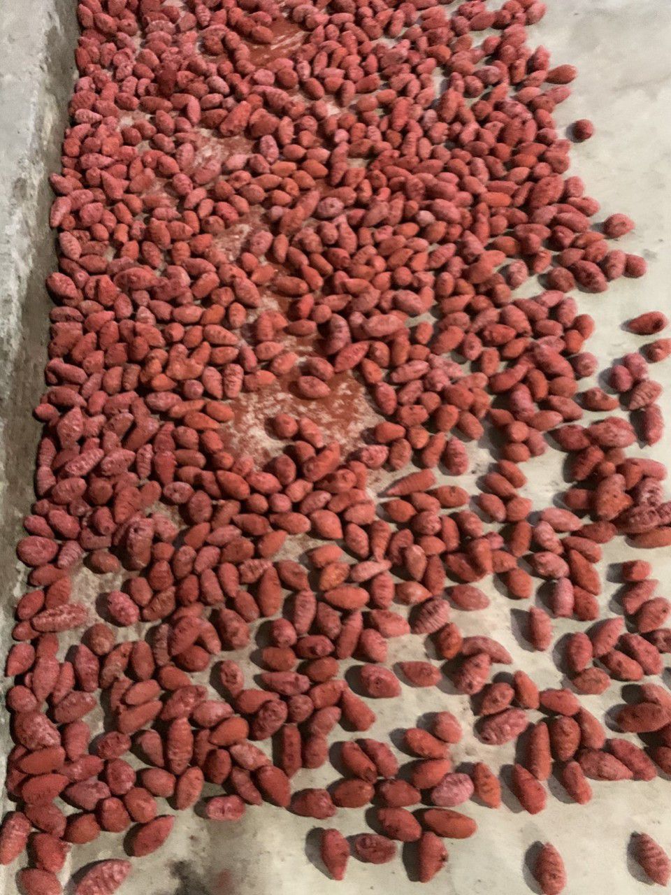 Nghệ đỏ cho gà đá nguyên củ (nghệ Xà Cừ) 100g