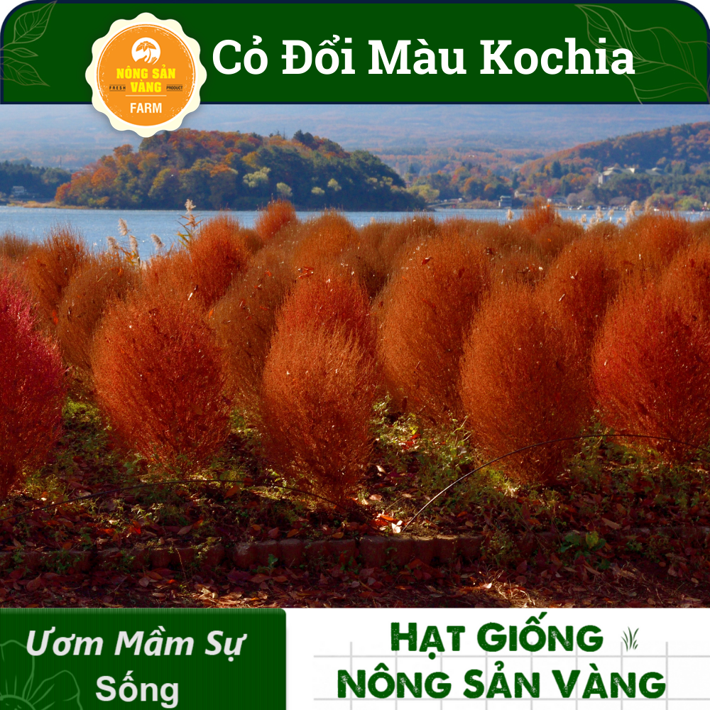 Grass seed Đổi color kochia (pack 100 seeds)