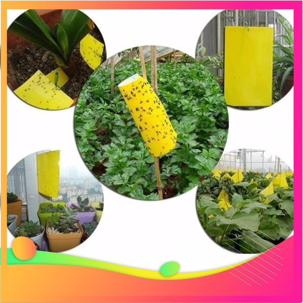 Miếng bẫy dính ruồi vàng 15x25cm