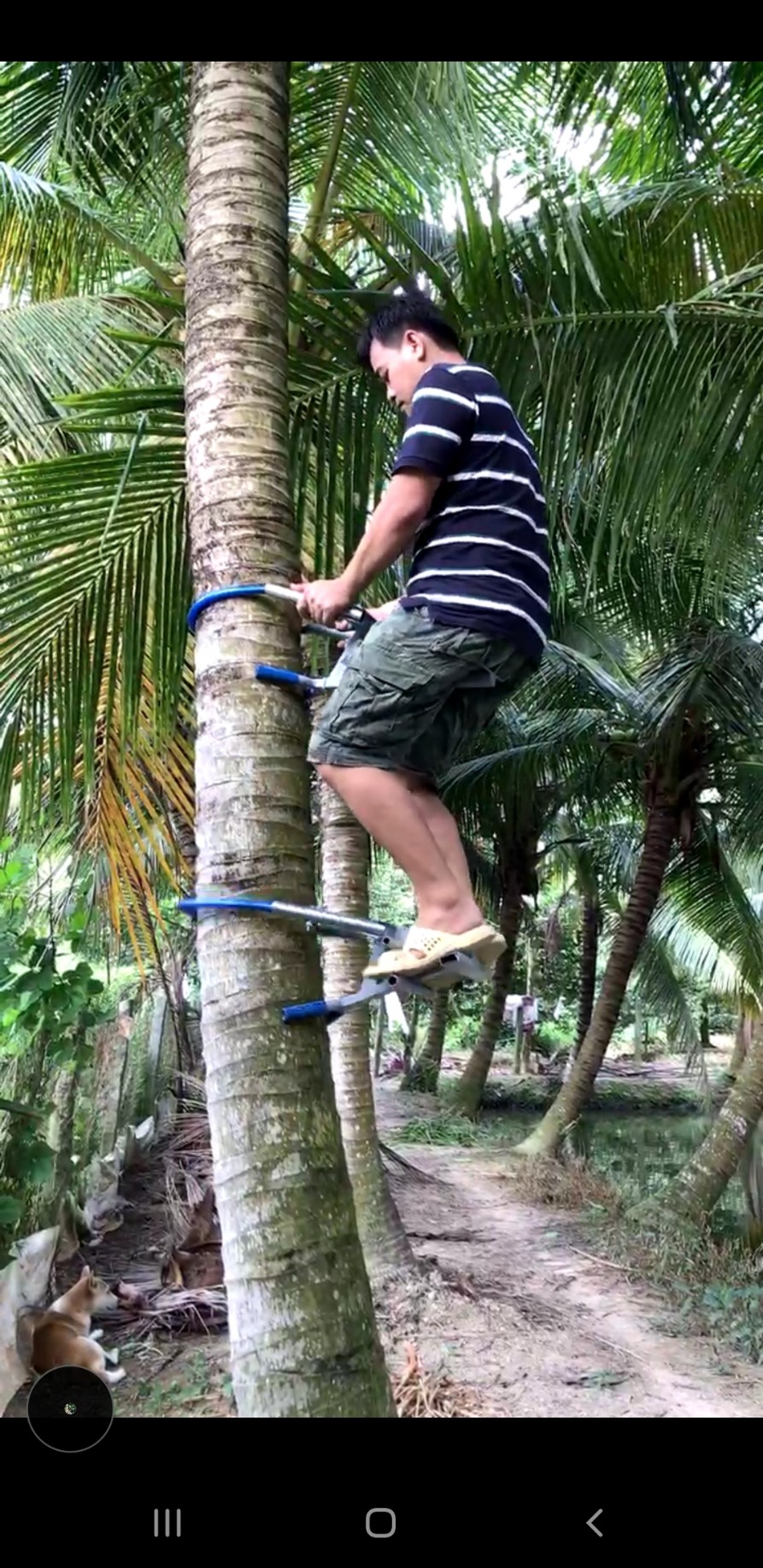 DỤNG CỤ LEO CÂY DỪA KIỂU NGỒI LEO