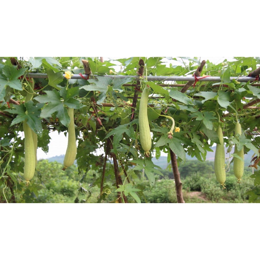 Hạt Giống Mướp Hương Thái Lan - 10 Hạt