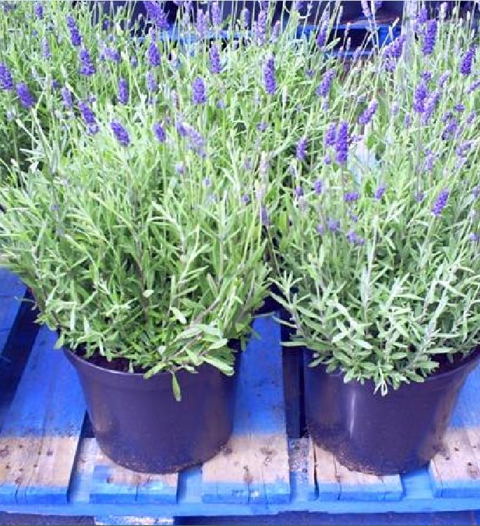 Hạt giống hoa oải hương ( hoa lavender ) - 100 hạt/gói