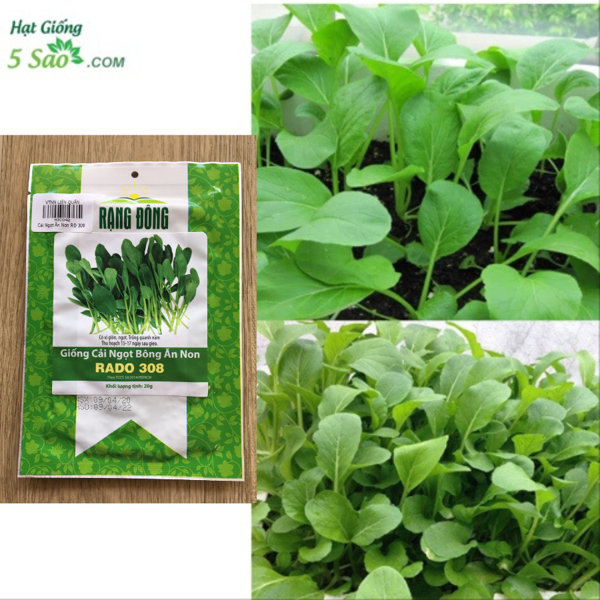 Hạt giống cải ngọt bông ăn non rado 308 rạng đông gói 20gram