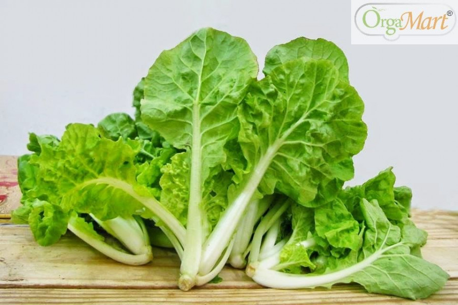 Hạt giống cải bẹ dún Rạng Đông