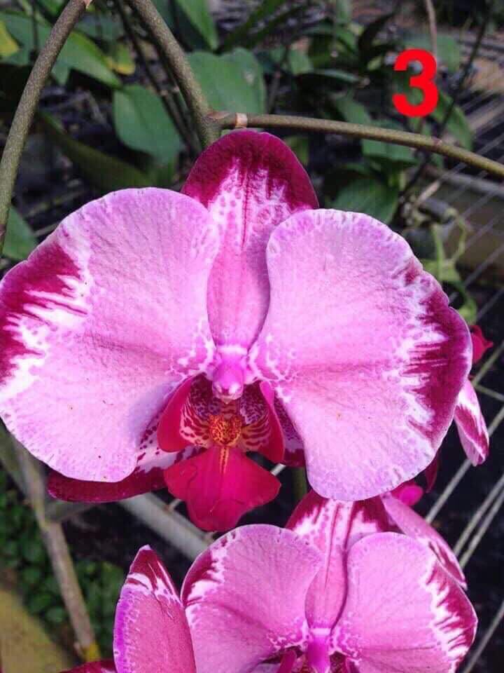 hồ điệp đại