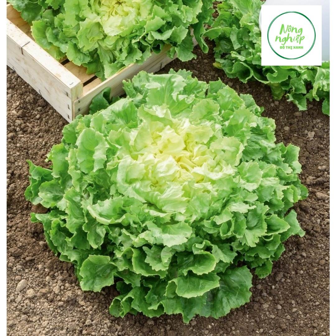 5gr Hạt Giống Xà Lách Carol (217)